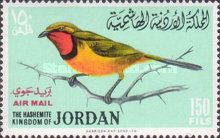 Four-coloured Bushshrike (Telephorus quadricolor)