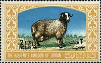 Karakul Sheep (Ovis ammon aries)