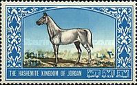 Arabian Stallion (Equus ferus caballus)