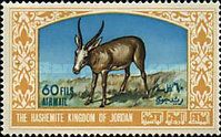 Arabian Oryx (Oryx gazella leucoryx)
