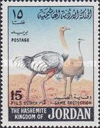 Ostrich (Struthio camelus)