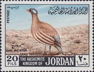 Sand Partridge (Ammoperdix heyi)