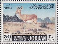 Mountain Gazelle (Gazella gazella)