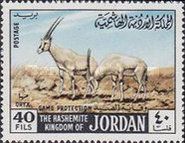 Arabian Oryx (Oryx gazella leucoryx)