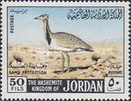 Mac Queen's Bustard (Chlamydotis macqueenii)