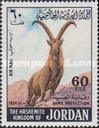Nubian Ibex (Capra nubiana)