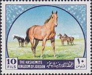 Arabian Horse (Equus ferus caballus)