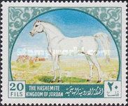 Arabian Horse (Equus ferus caballus)