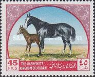 Arabian Horse (Equus ferus caballus)