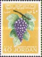 Wine Grape (Vitis vinifera)