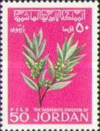Olea europaea