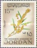 Acacia sp.