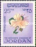 Capparis spinosa