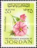 Ipomoea sp.
