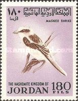Masked Shrike (Lanius nubicus)