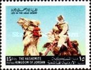 Man on Dromedary (Camelus dromedarius)