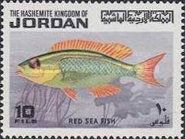 Arabian Monocle Bream (Scolopsis ghanam)