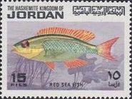 Arabian Monocle Bream (Scolopsis ghanam)