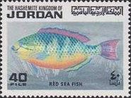 Blue-barred Parrotfish (Scarus ghobban)