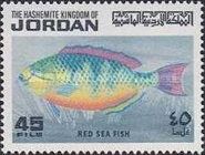Blue-barred Parrotfish (Scarus ghobban)