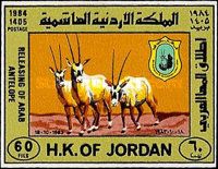 Arabian Oryx (Oryx leucoryx)