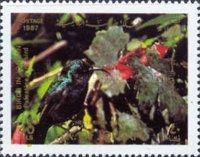 Palestine Sunbird (Nectarinia osea)