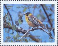 Black-headed Bunting (Emberiza melanocephala) 