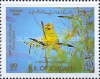 European Greenfinch (Carduelis chloris)