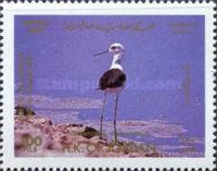 Black-winged Stilt (Himantopus himantopus)