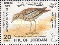 Eurasian Stone Curlew (Burhinus oedicnemus saharae)