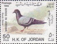 Rock Pigeon (Columba livia)