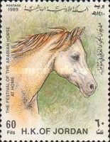 White Arabian Horse (Equus ferus caballus)
