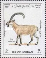 Nubian Ibex (Capra nubiana)
