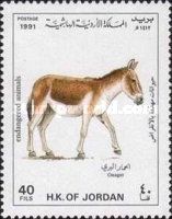 Onager (Equus hemionus onager)