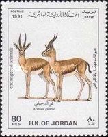 Arabian Gazelle (Gazella arabica)