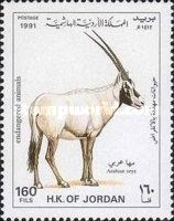 Arabian Oryx (Oryx gazella leucoryx)
