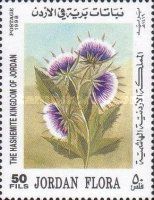 Cirsium vulgare