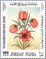 Papaver spp.