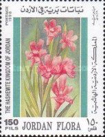 Dianthus Caryophyllus