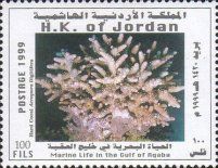 Hard Coral (Acropora digitifera)