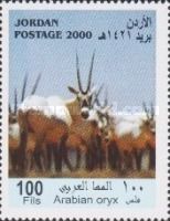 Arabian Oryx (Oryx gazella leucoryx)