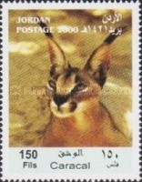 Caracal (Caracal caracal)