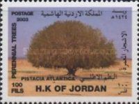 Mt. Atlas Mastic Tree (Pistacia atlantica)