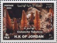 Cistanche tubulosa