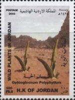 Ophioglossum polyphyllum