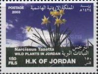 Narcissus tazetta