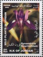 Gynandriris sisyrinchium