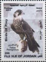 Peregrine Falcon (Falco peregrinus)