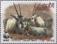Arabian Oryx (Oryx leucoryx)