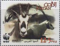 Arabian Oryx (Oryx leucoryx)